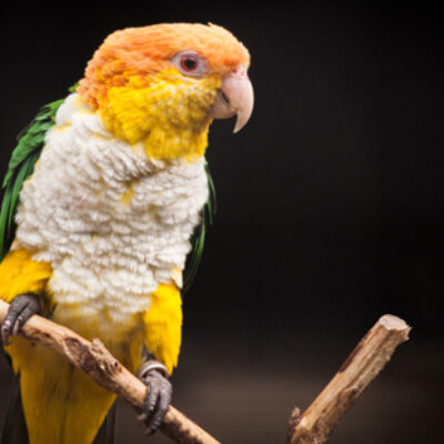 White Bellied Caique