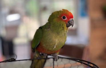 Gold Capped Conure