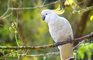 Greater Sulphur Crested Triton Baby