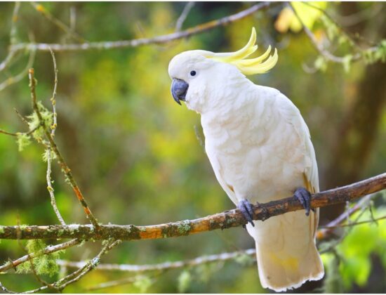 Greater Sulphur Crested Triton Baby