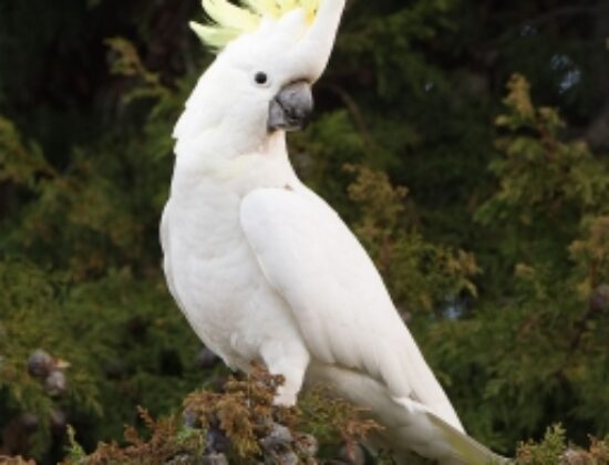 Greater Sulphur Crested Triton Baby