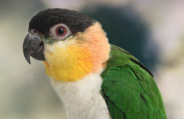 White Bellied Caique