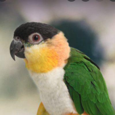 White Bellied Caique