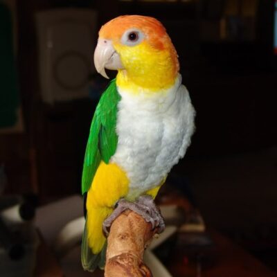 White Bellied Caique