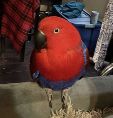 Female Eclectus