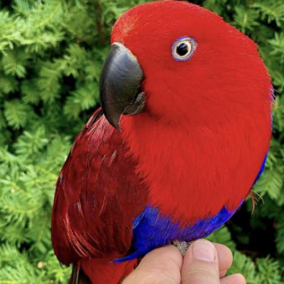 Female Eclectus