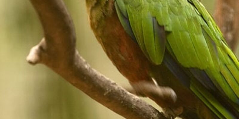 Gold Capped Conure