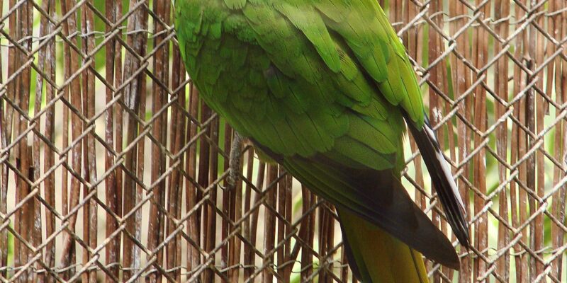 Gold Capped Conure