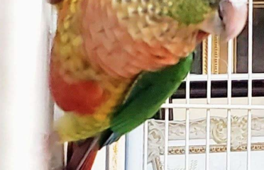 Baby Green Cheek Conure Yellow Sided