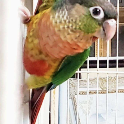 Baby Green Cheek Conure Yellow Sided