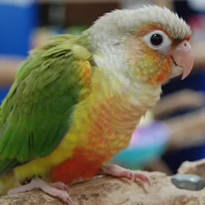 Baby Green Cheek Conure Yellow Sided