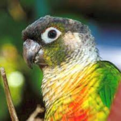 Baby Green Cheek Conure Yellow Sided