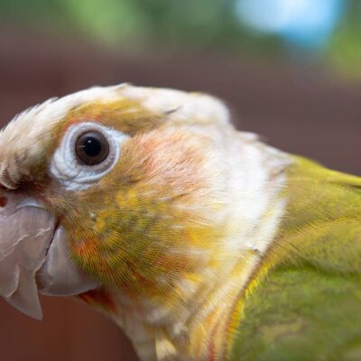 Baby Green Cheek Conure Yellow Sided