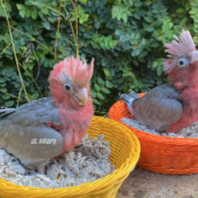 Rose Breasted Cockatoo Babies