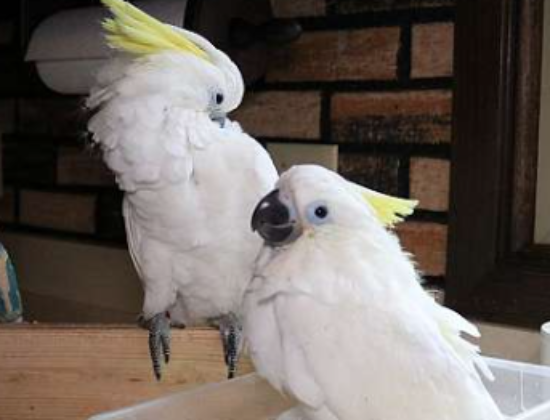 Greater Sulphur Crested Triton Baby