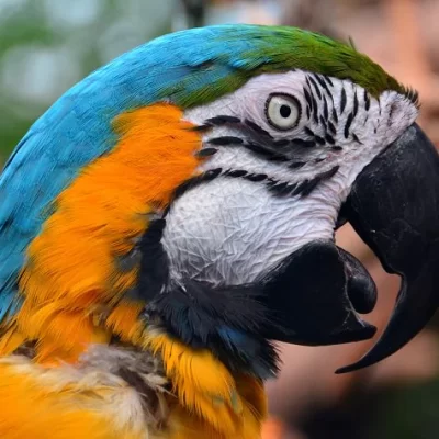 Baby Blue and Gold Macaws