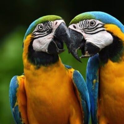 Baby Blue and Gold Macaws