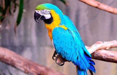 Baby Blue and Gold Macaws