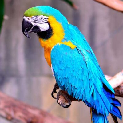 Baby Blue and Gold Macaws
