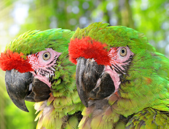 Military Macaw