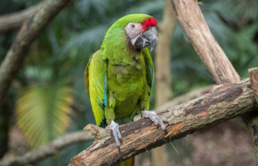 Military Macaw