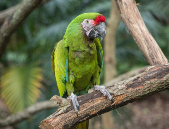 Military Macaw