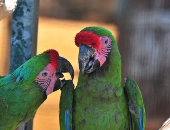 Military Macaw