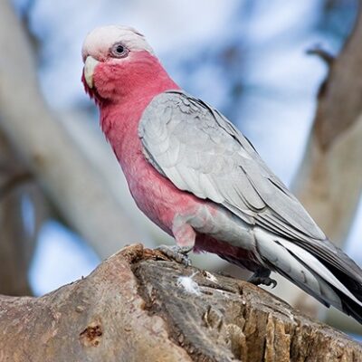 Rose Breasted Cockatoo Babies