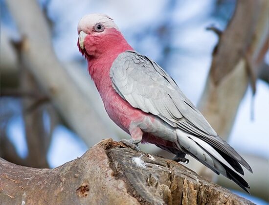 Rose Breasted Cockatoo