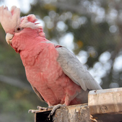 Rose Breasted Cockatoo Babies