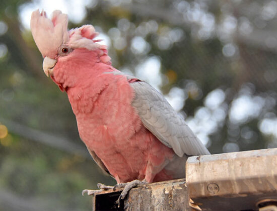 Rose Breasted Cockatoo