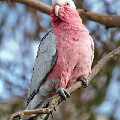 Rose Breasted Cockatoo Babies