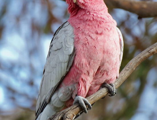 Rose Breasted Cockatoo