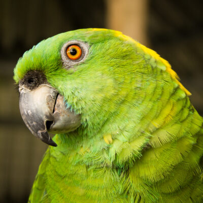 Yellow Naped Amazon