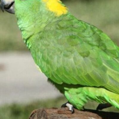 Yellow Naped Amazon