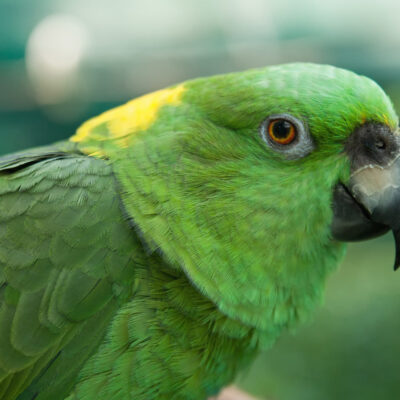 Yellow Naped Amazon