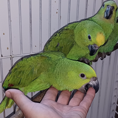 Yellow Naped Amazon